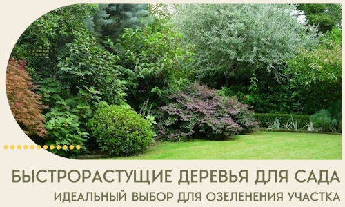 Быстрорастущие деревья для сада идеальный выбор в Прохладном