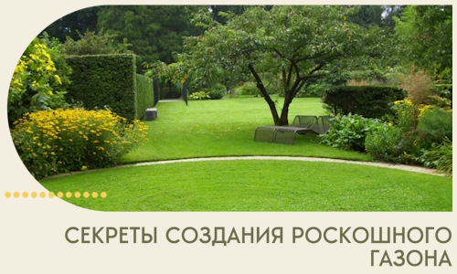 Секреты создания роскошного газона в Прохладном